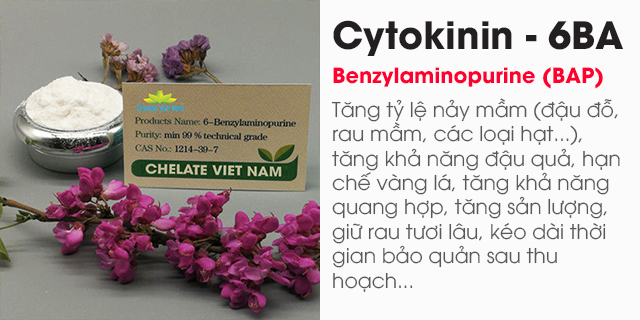 Cytokinin - 6BA 99% (Siêu kích chồi, bật búp) Hormone 6-BAP